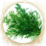 DILLSeeDs3.jpg