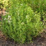 FENUGREEKSEEDS11-4.jpg